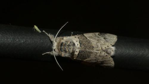 Furcula bifida